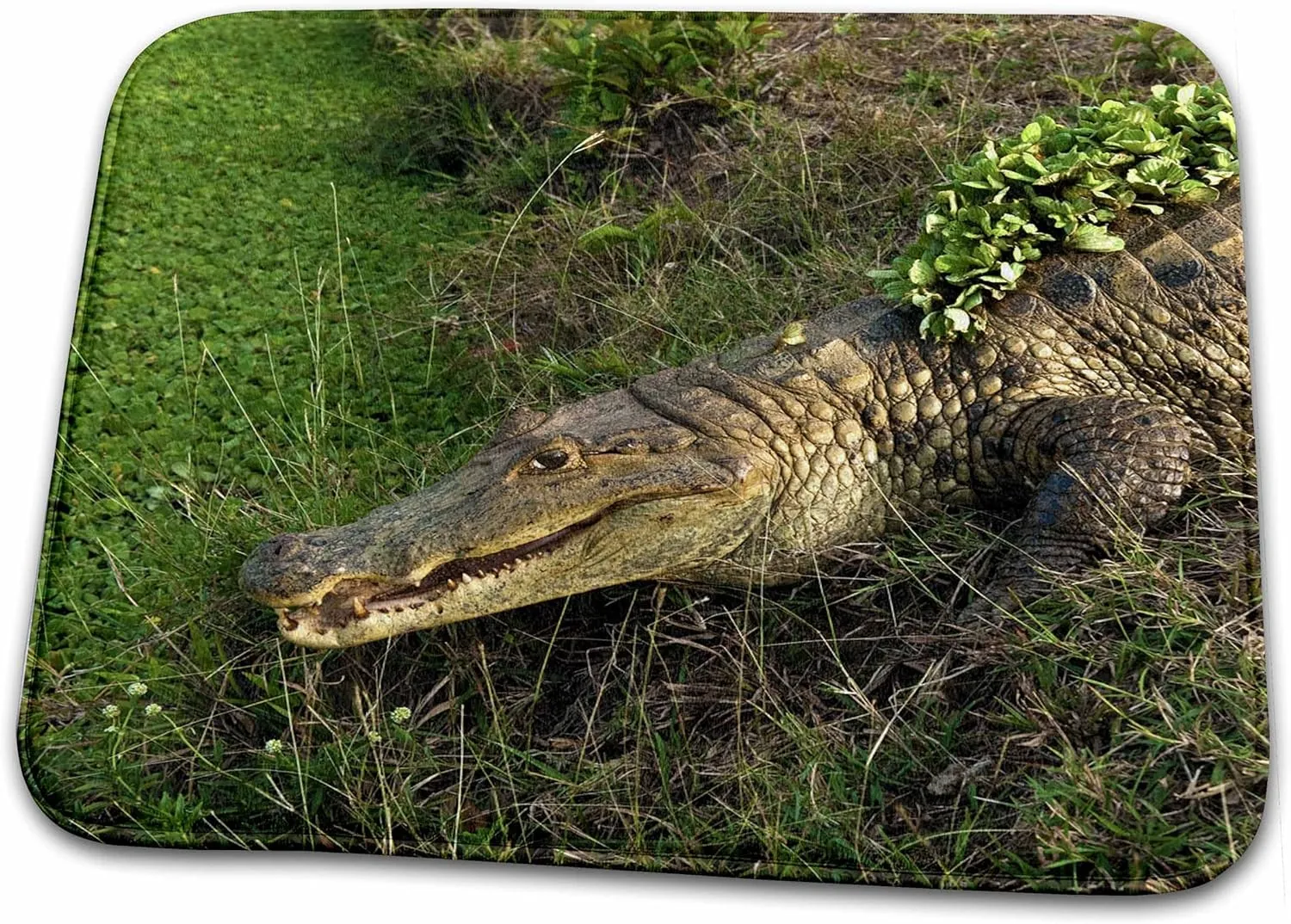 Dish Drying Mat - Brown Caiman crocodile, Lettuce, Guanrico, Venezuela - SA20 POX0012 - Pete Oxford Crocodiles